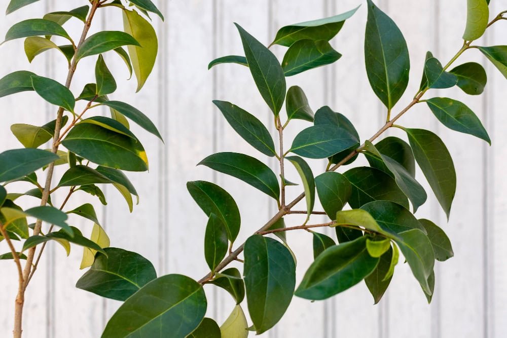 Ficus Benjamina una pianta da interno