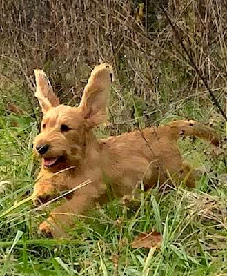 Happy Fauve running through grassy field