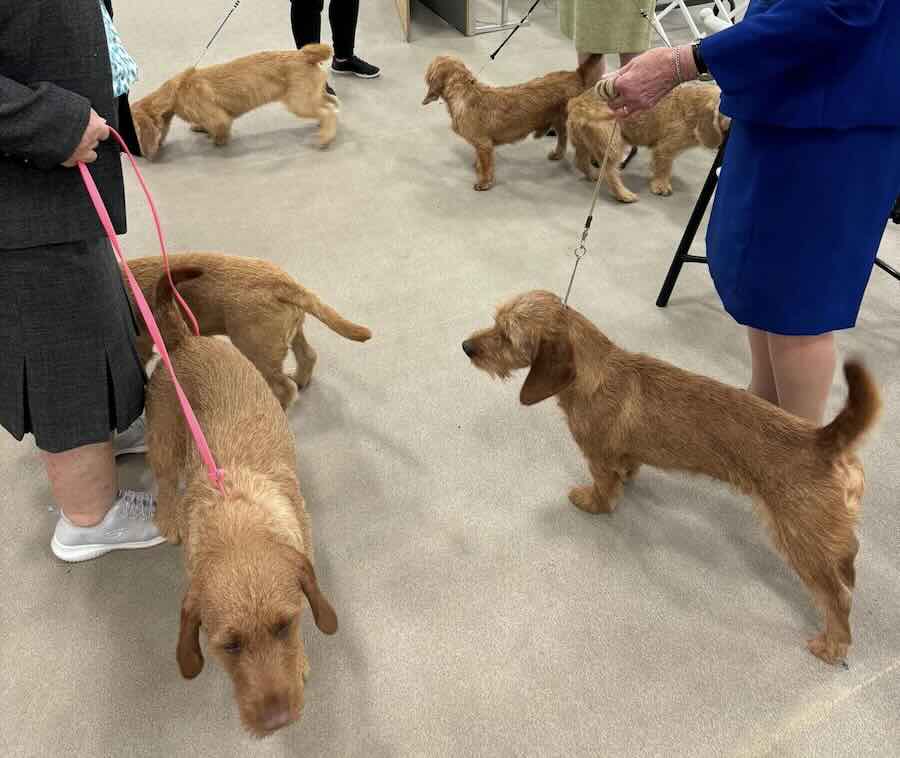 Dogs being led on leashes at event.
