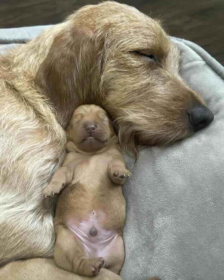 Sleeping dog cuddling with puppy on bed