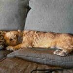 Dog sleeping on gray couch with pillow
