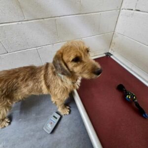 Dog in kennel with toys and remote.