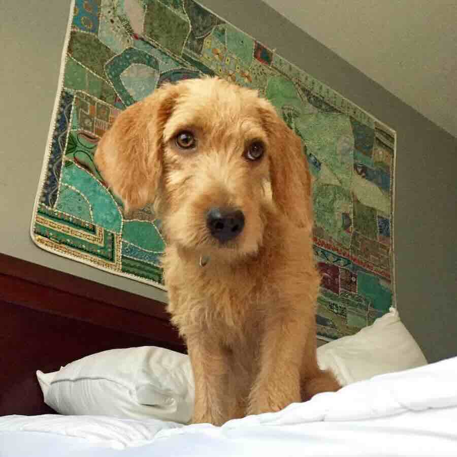 Cute dog sitting on a bed indoors.