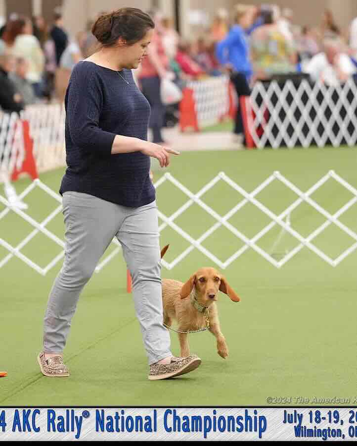 Person walking dog at AKC Rally event.
