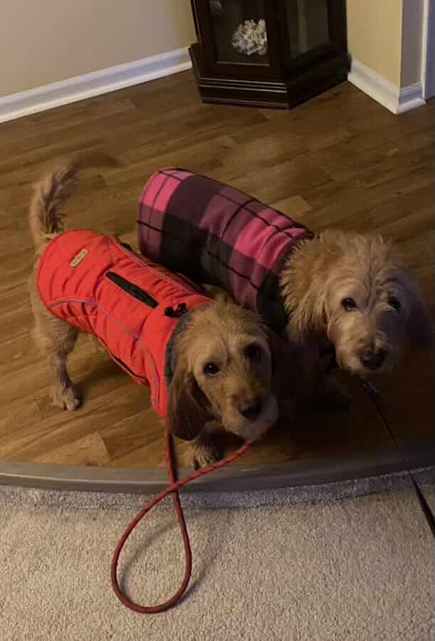 Two dogs in red and plaid dog coats.