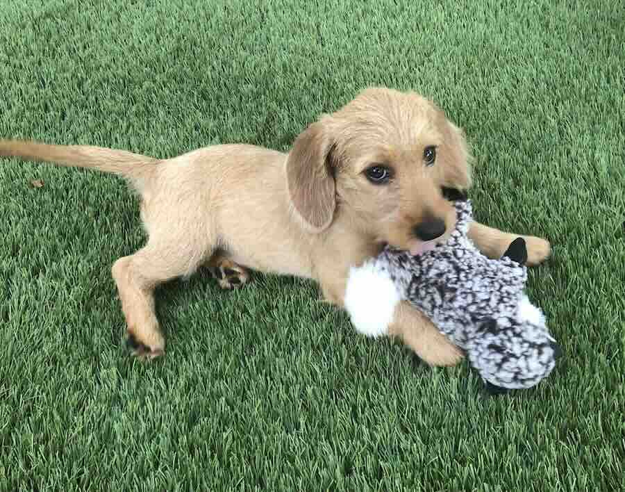 Puppy playing with toy on grass.