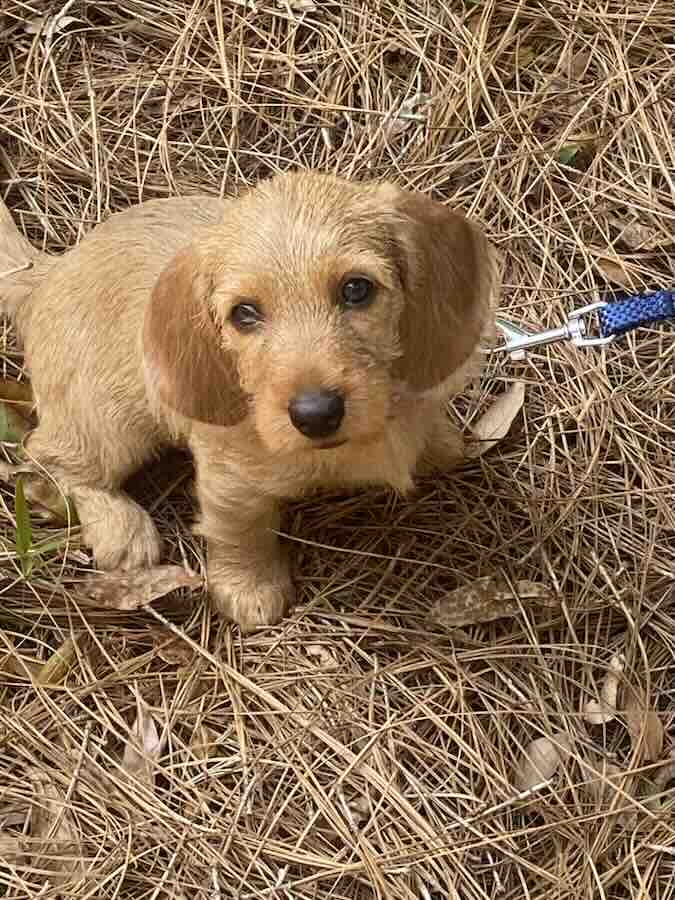 Small brown dog on dry grass field.