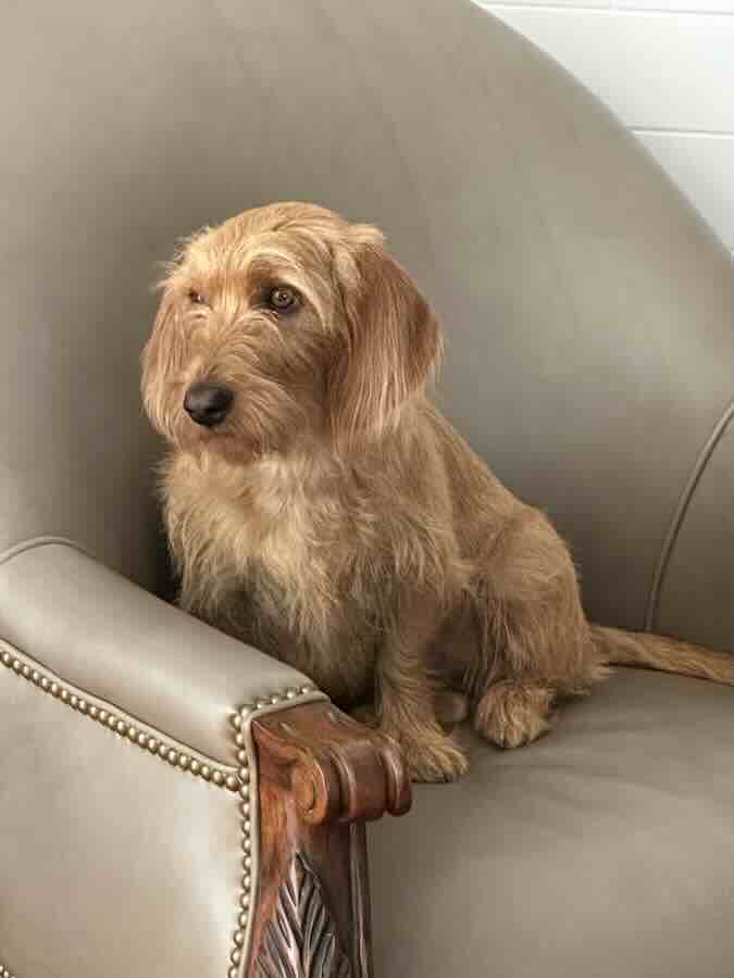 Fluffy dog sitting on a large chair