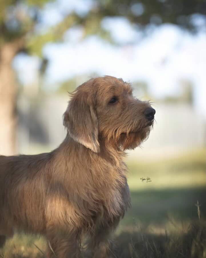 Brown dog in sunny outdoor setting