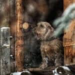 A Fauve standing in snowy wooden cabin doorway.