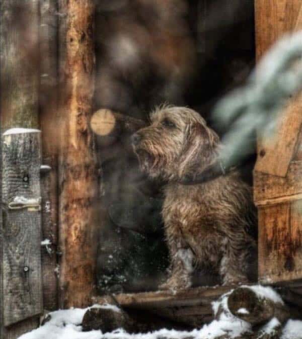 A Fauve standing in snowy wooden cabin doorway.