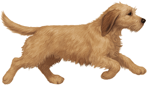 Basset Fauve de Bretagne chasing rabbit illustration.