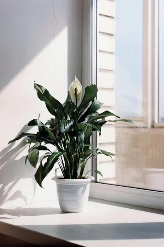 Calla Lily Houseplant Standing in Sunshine on a Windowsill