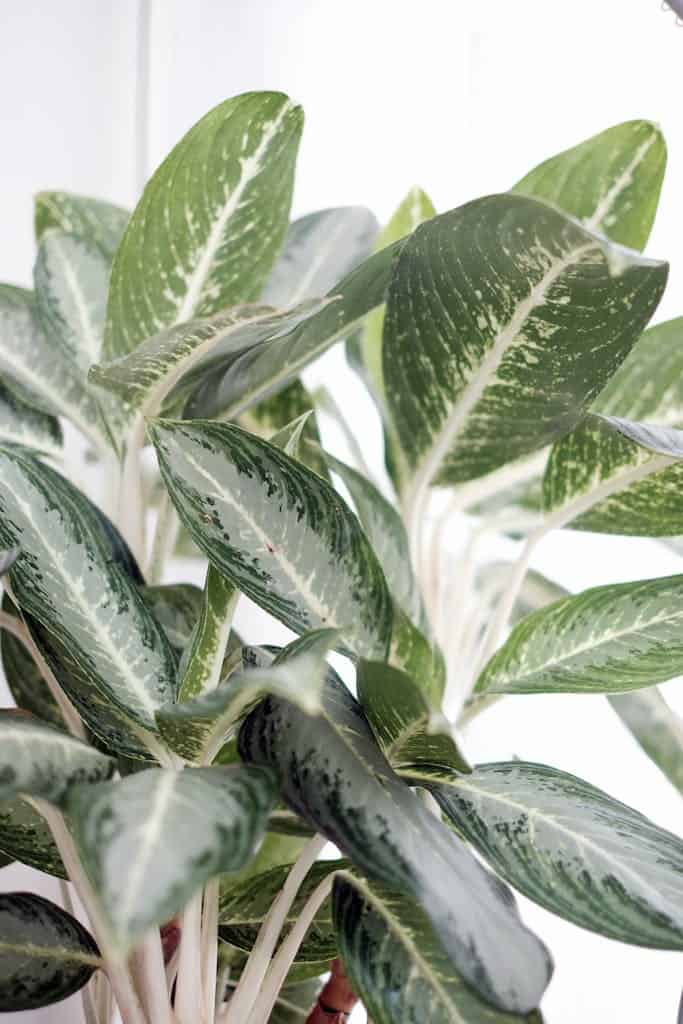 Close Up Shot of an Aglaonema Plant