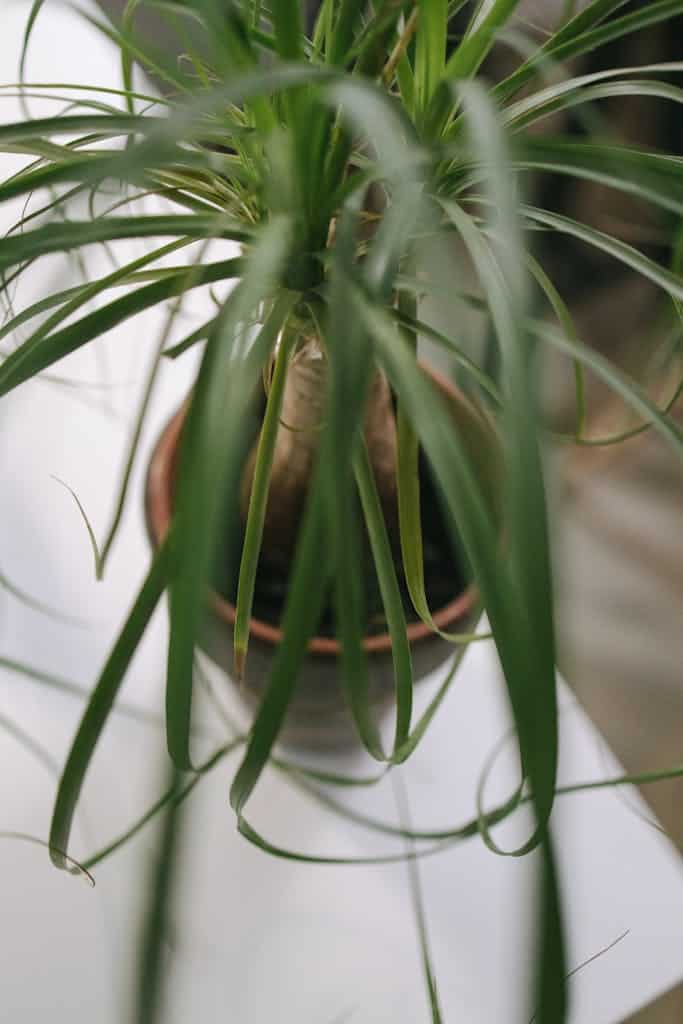 Green Plant in Brown Pot