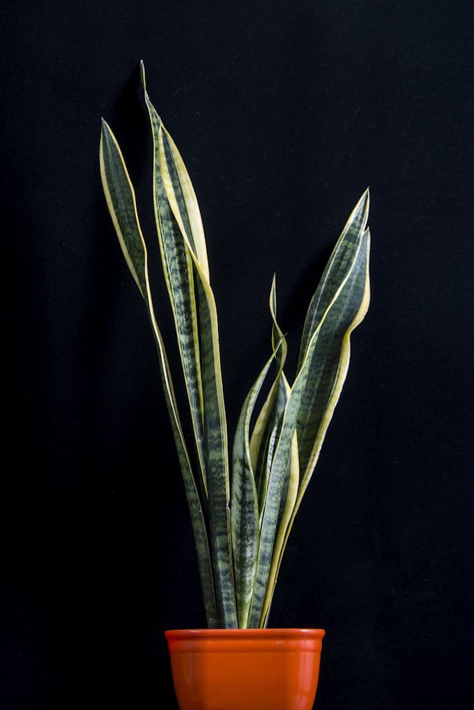 Green Snake Plant