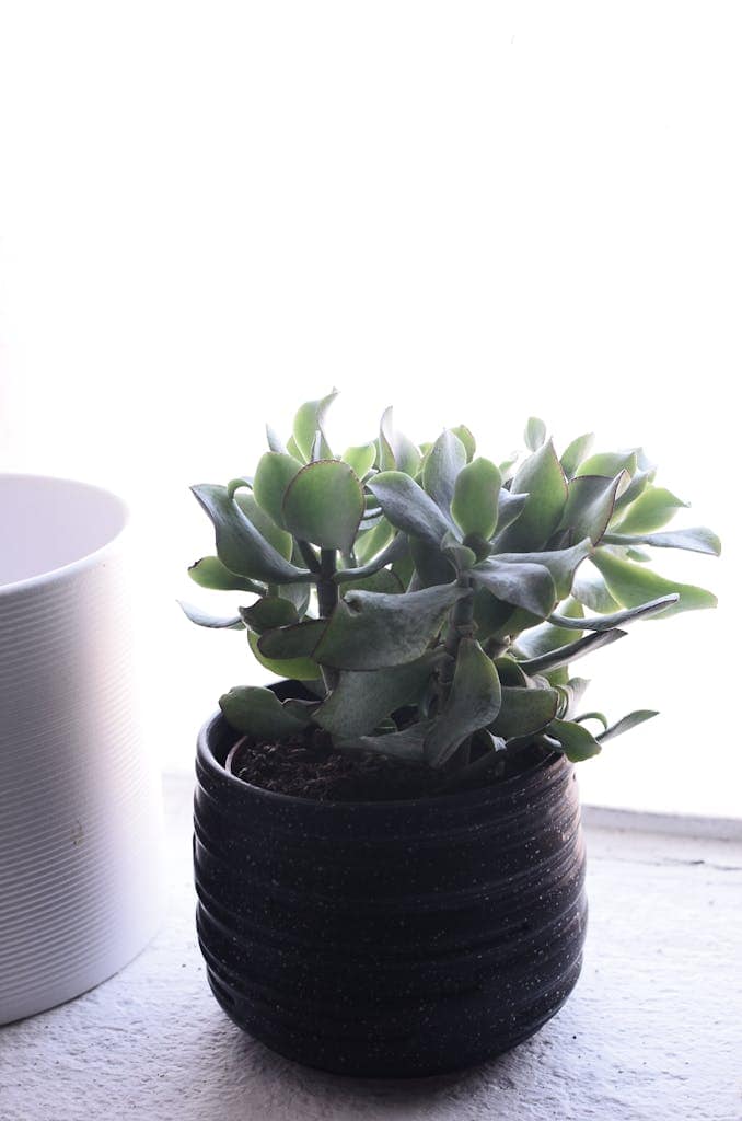 Green verdant crassula plant in small pot placed on light windowsill in daylight
