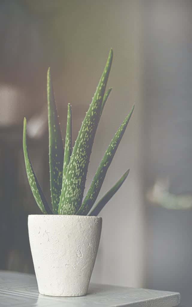 Prickly cactus in pot on table at home