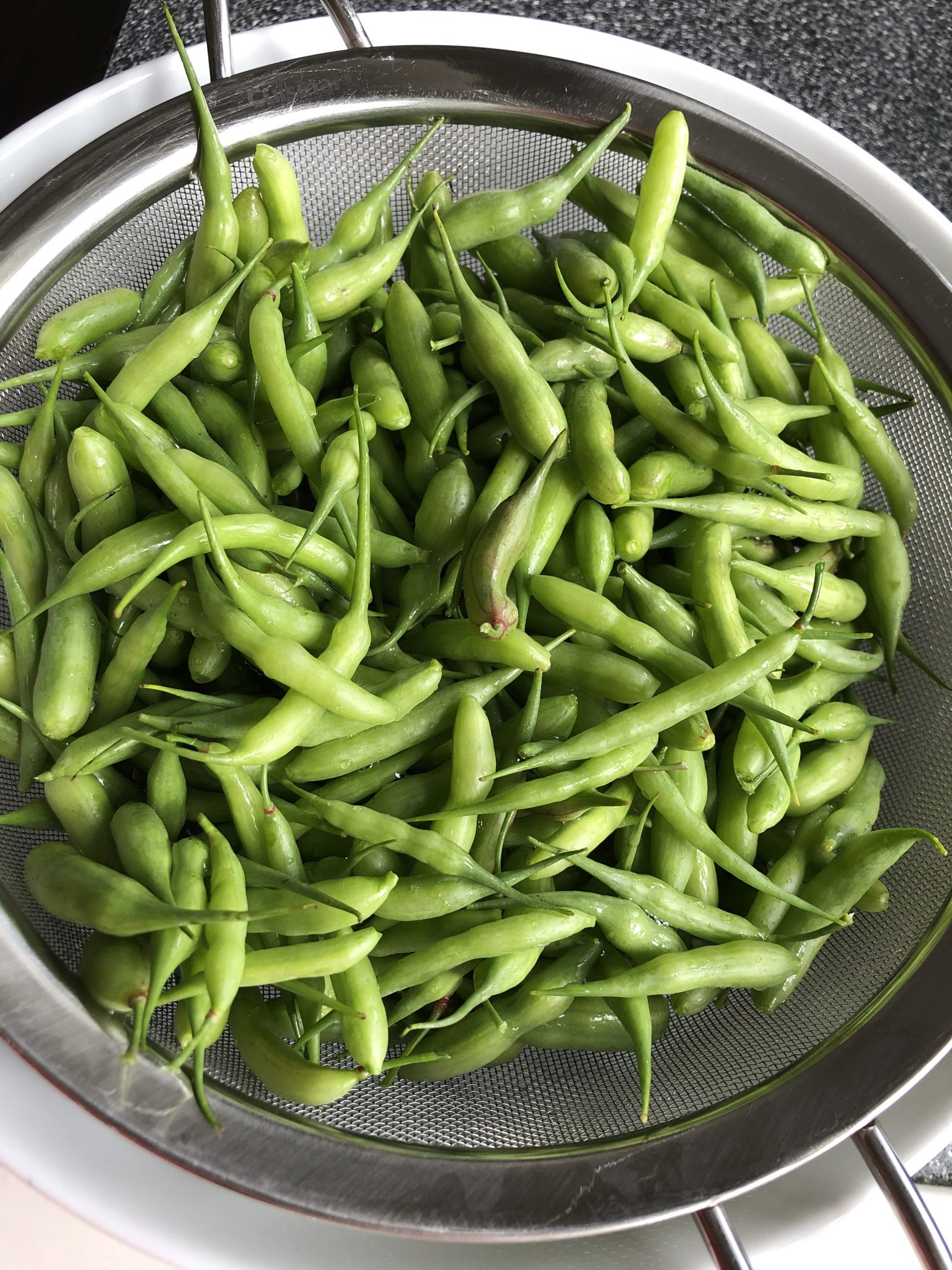 Cleaned and sorted radish seed pods in a strainer.
