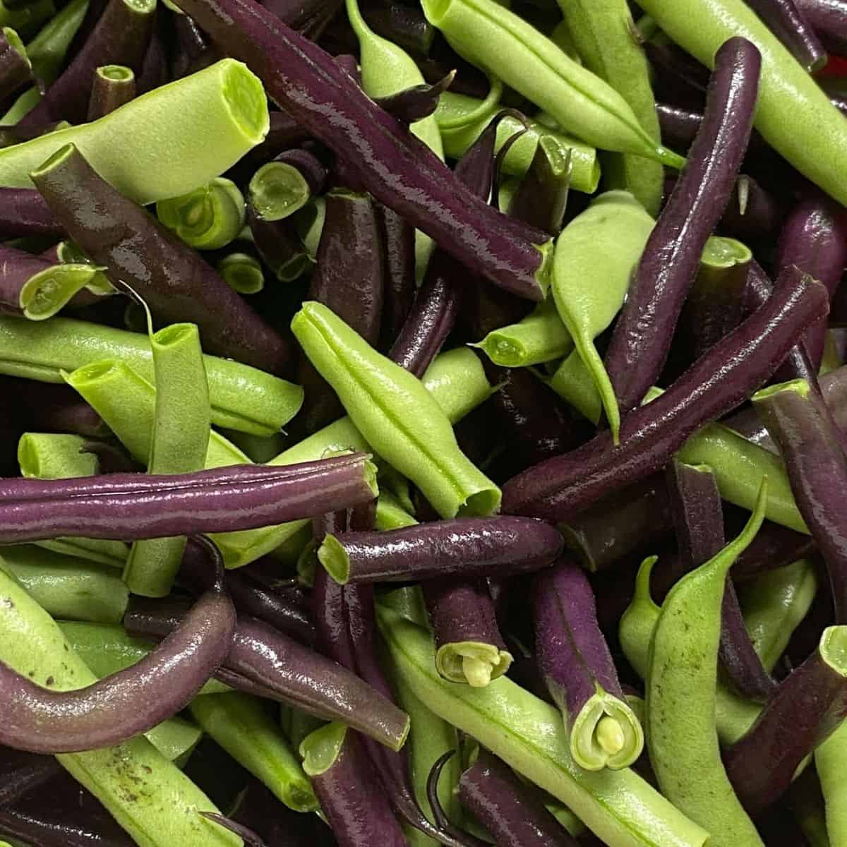 Close up of purple and green beans