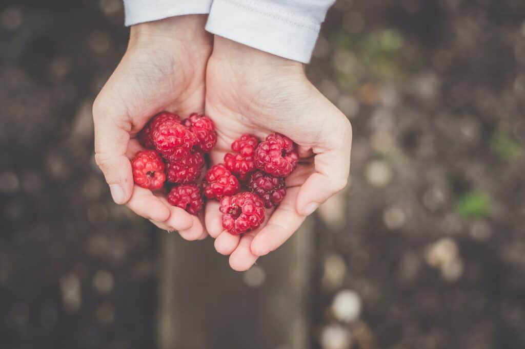 Two hands holding red raspberries