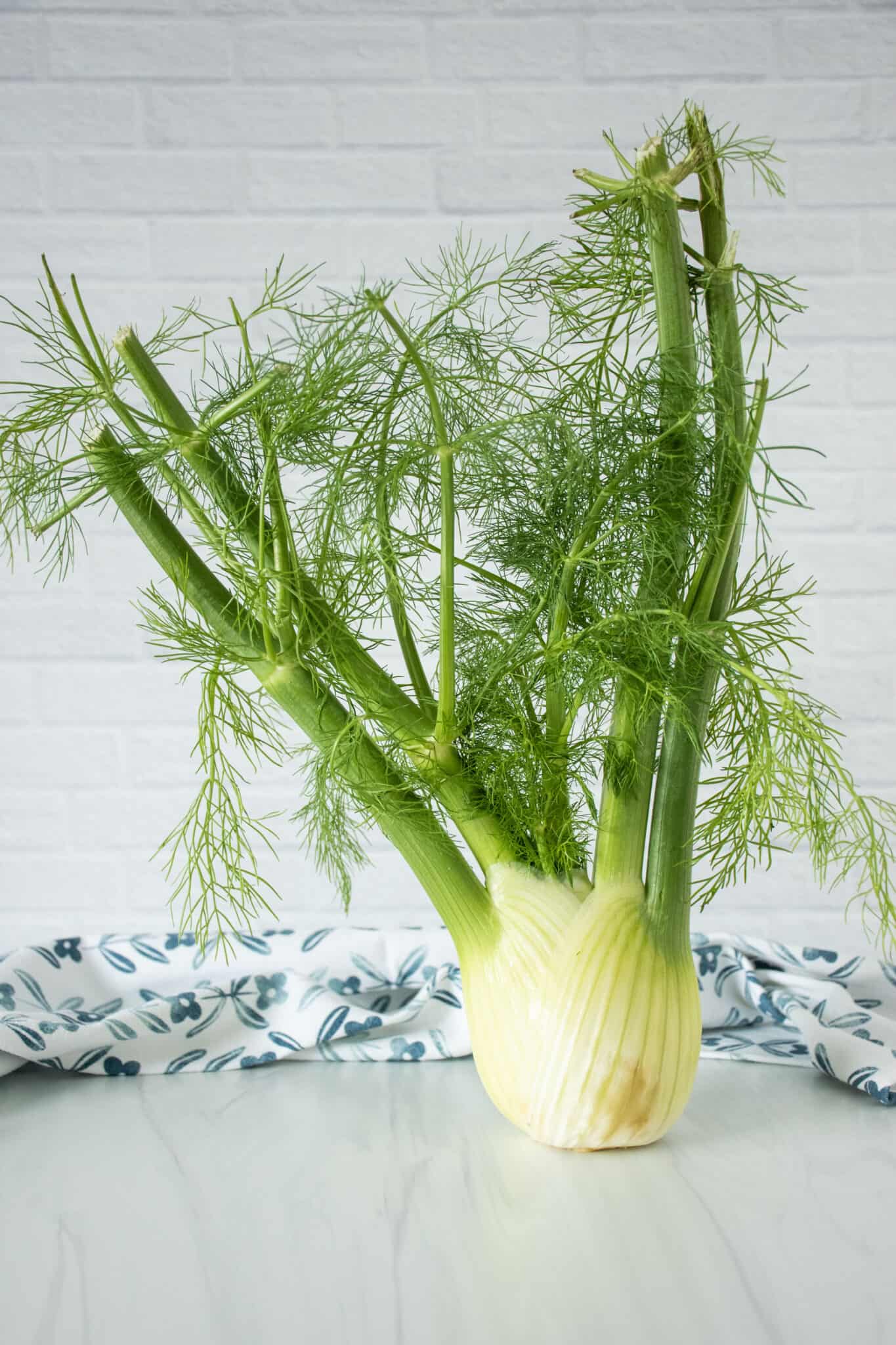 A fennel bulb standing upright.