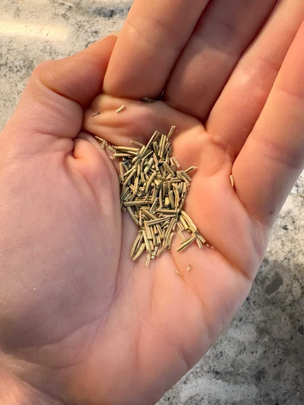 Small amount of rosemary in the palm of a hand to show crushed size.