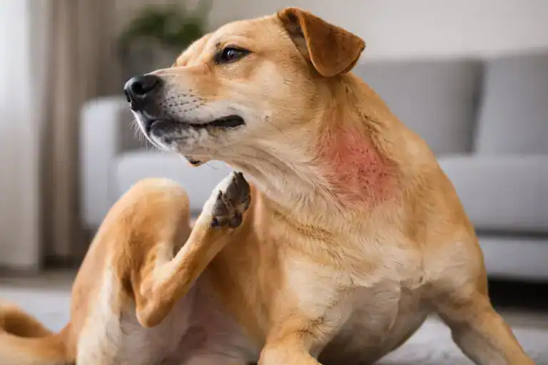 beef allergy in dogs causing itching and skin inflammation