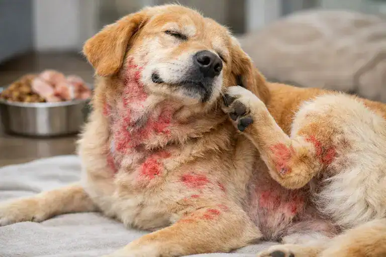 chicken allergy in dogs causing itching and skin irritation