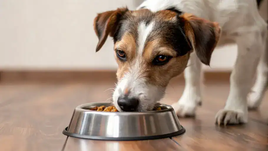 food vs environmental allergies in dogs causing itching and skin irritation