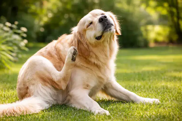 dog allergy symptoms that look like food allergy itching dog scratching skin