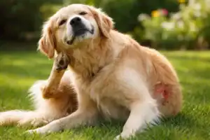 dog scratching skin due to allergic irritation that can lead to hot spots