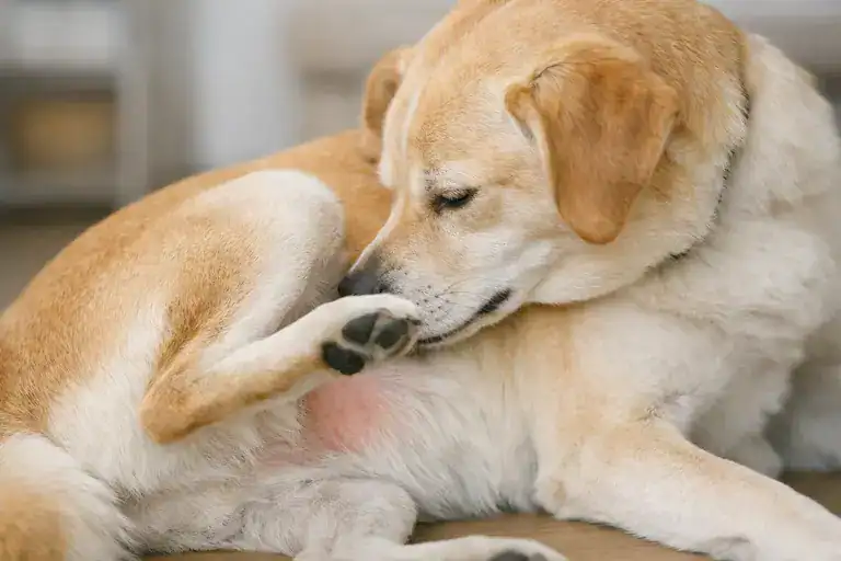 grain allergy in dogs causing itching and skin irritation