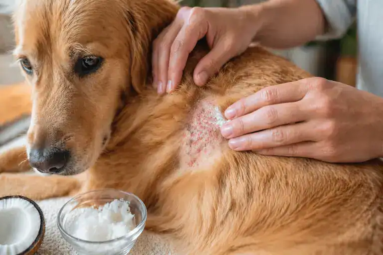 dog itchy skin home remedies coconut oil soothing dry irritated skin