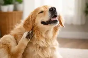 dog scratching itchy skin allergy symptoms