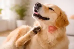 dog scratching itchy skin allergy symptoms red irritated skin close-up