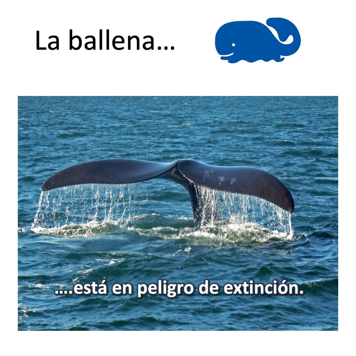 El medio ambiente Listening Activity for Spanish Three, Four or AP - Image 5