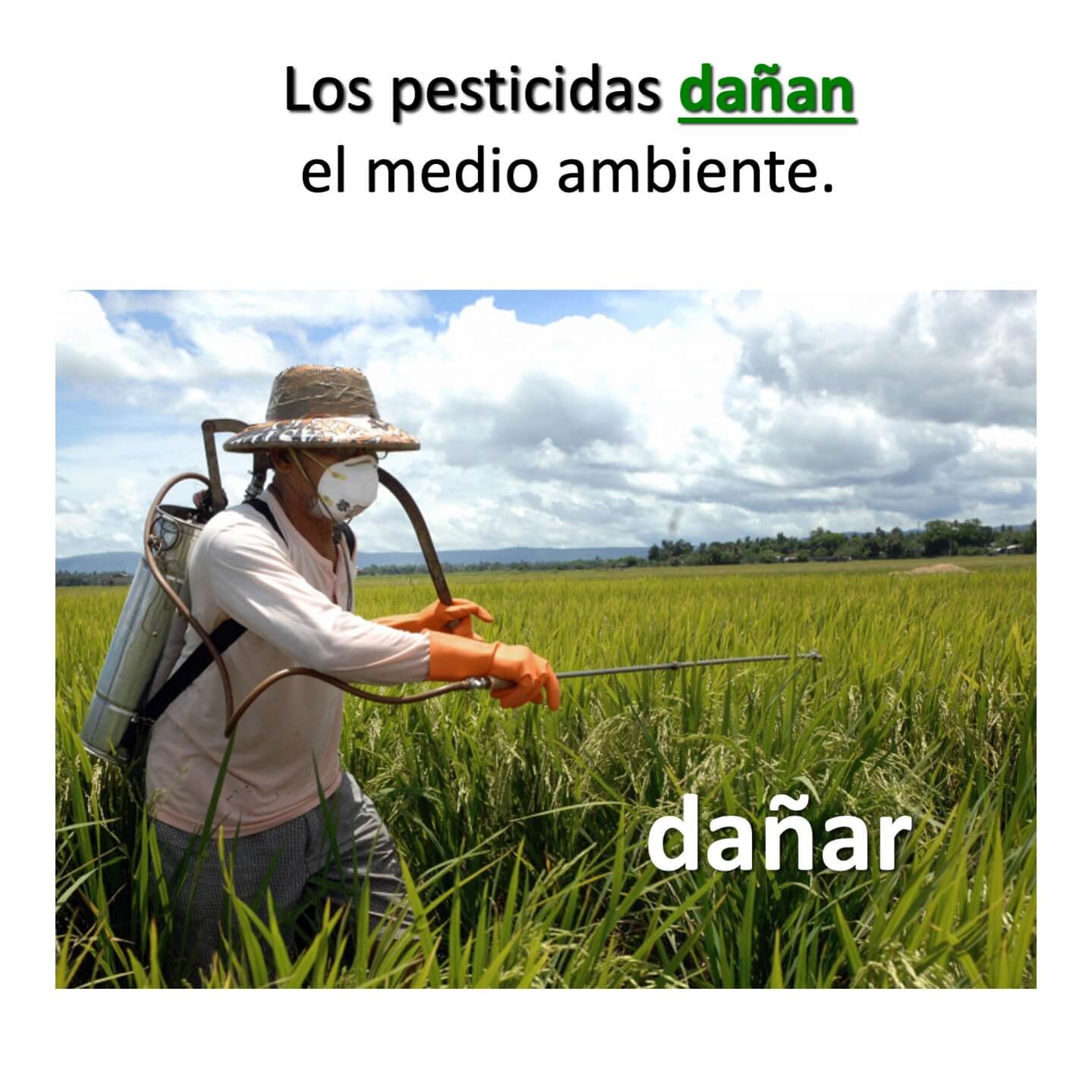 El medio ambiente Listening Activity for Spanish Three, Four or AP - Image 7