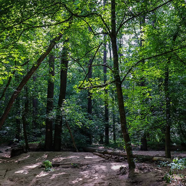 Woodlands