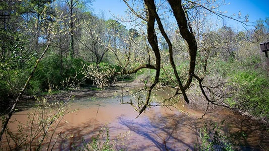 Emma Lane Wetlands