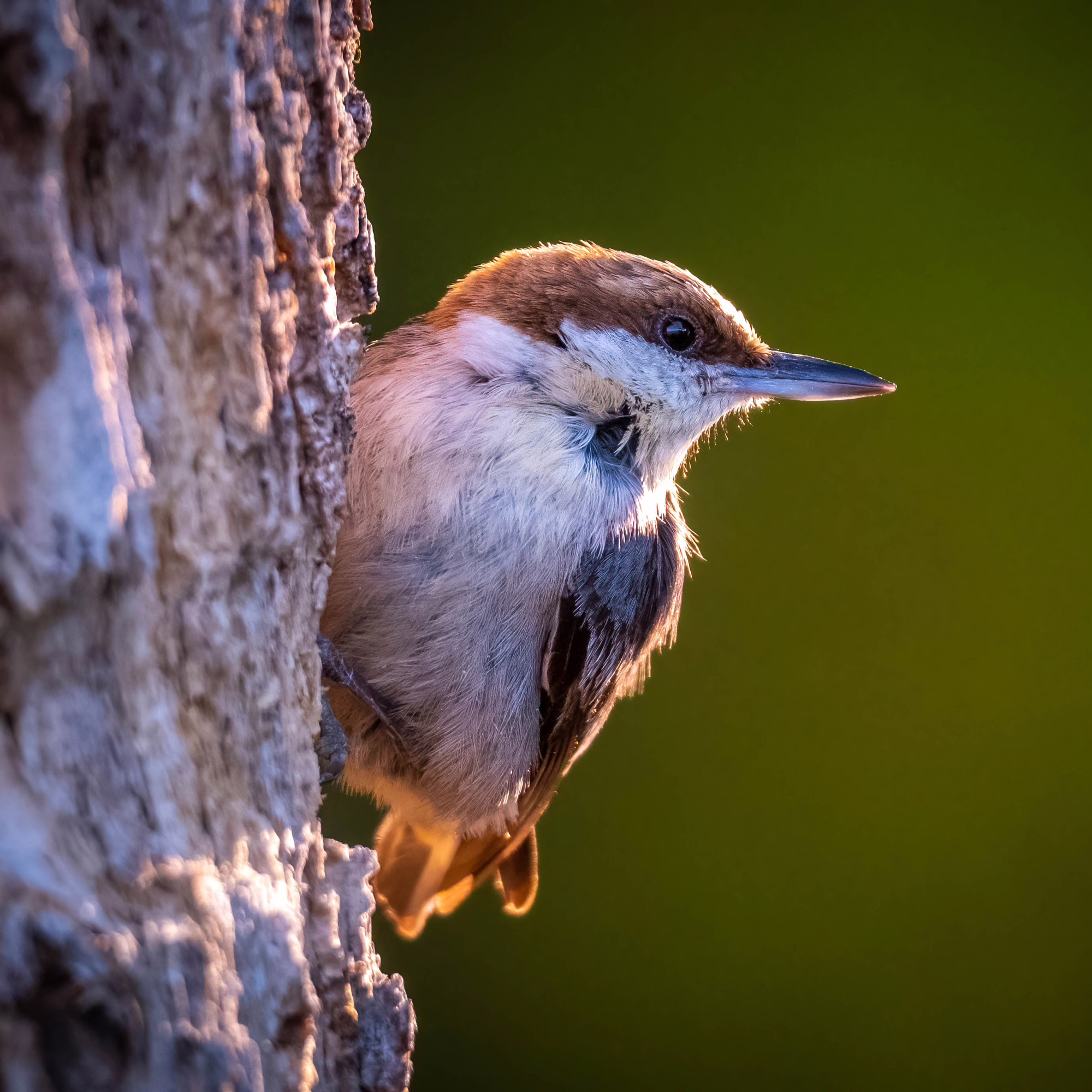 Birds & Bird Boxes