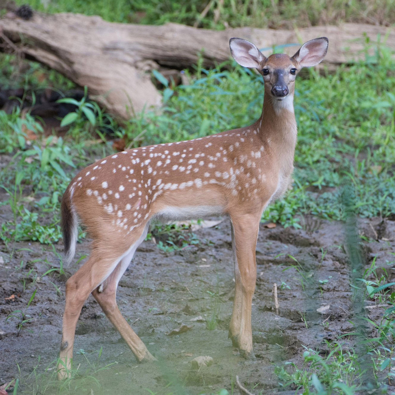 Oh deer! White-Tailed Deer of the Preserve