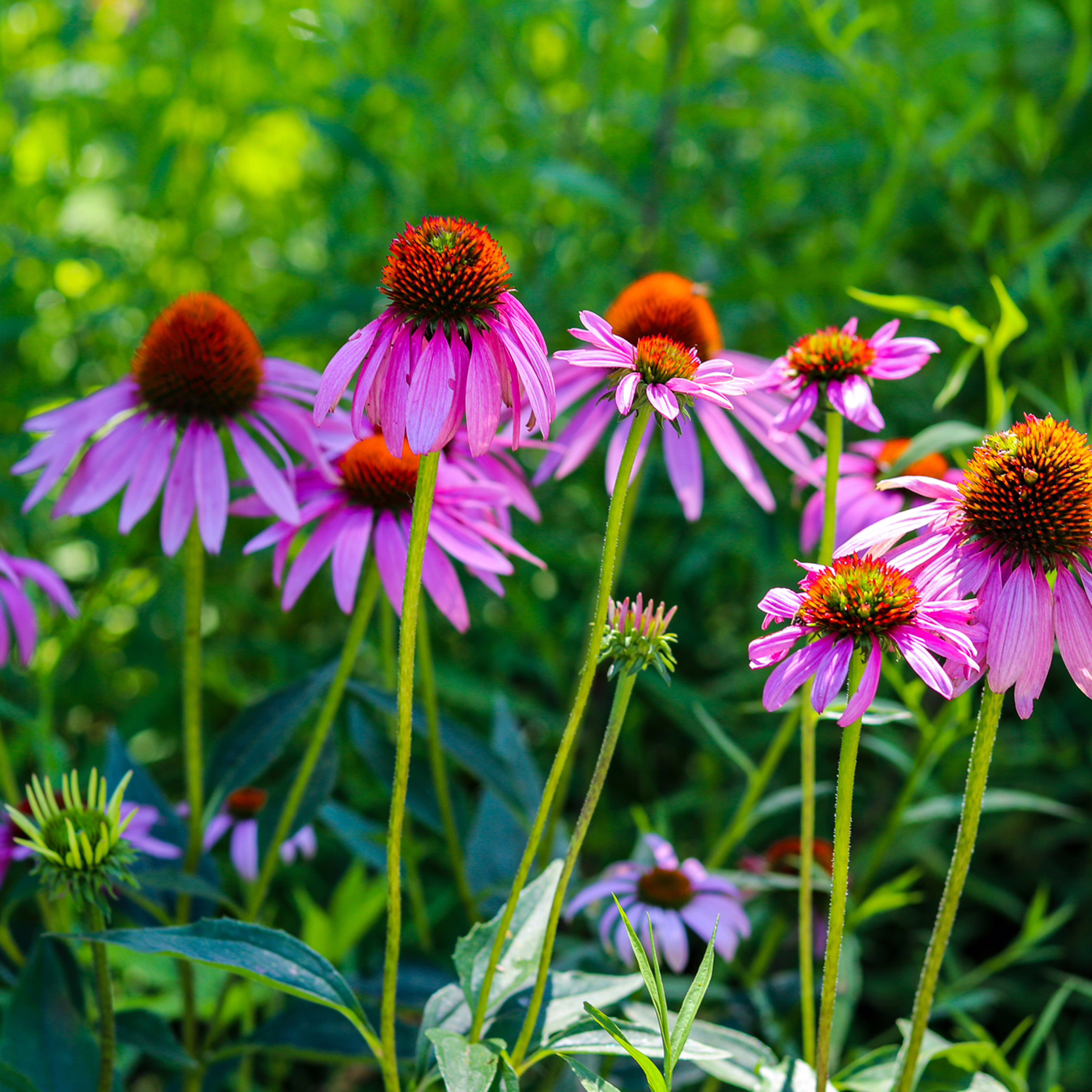Native Plants of the Preserve