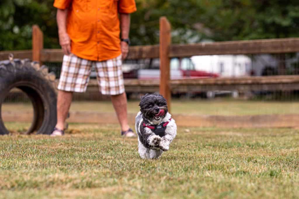 dog playing in dog park