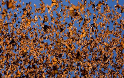 Visiting Mexico’s Annual Monarch Butterfly Migration is Easier Than Ever
