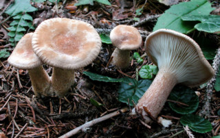 Conferenza clitocybe micologi Avis Bologna
