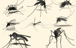 West Nile Virus Avis Bologna