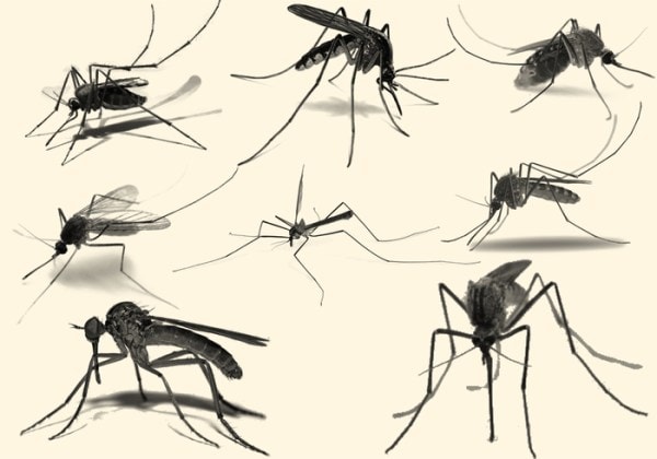 West Nile Virus Avis Bologna