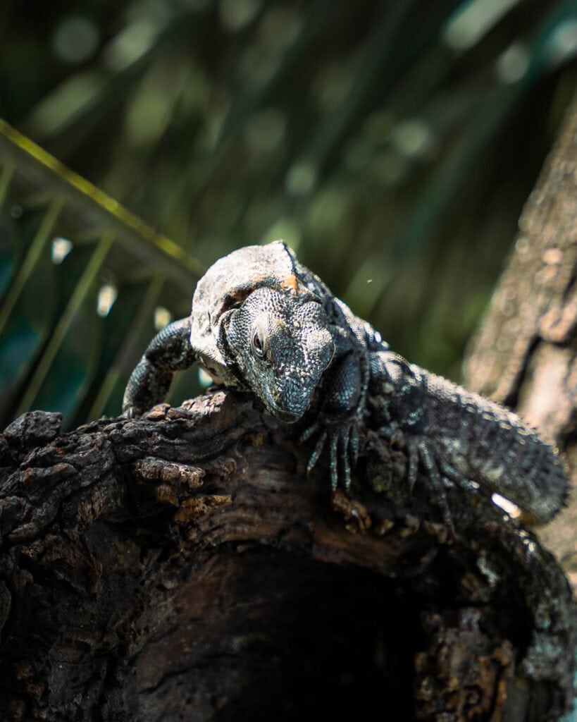 A lizard climbing along a branch