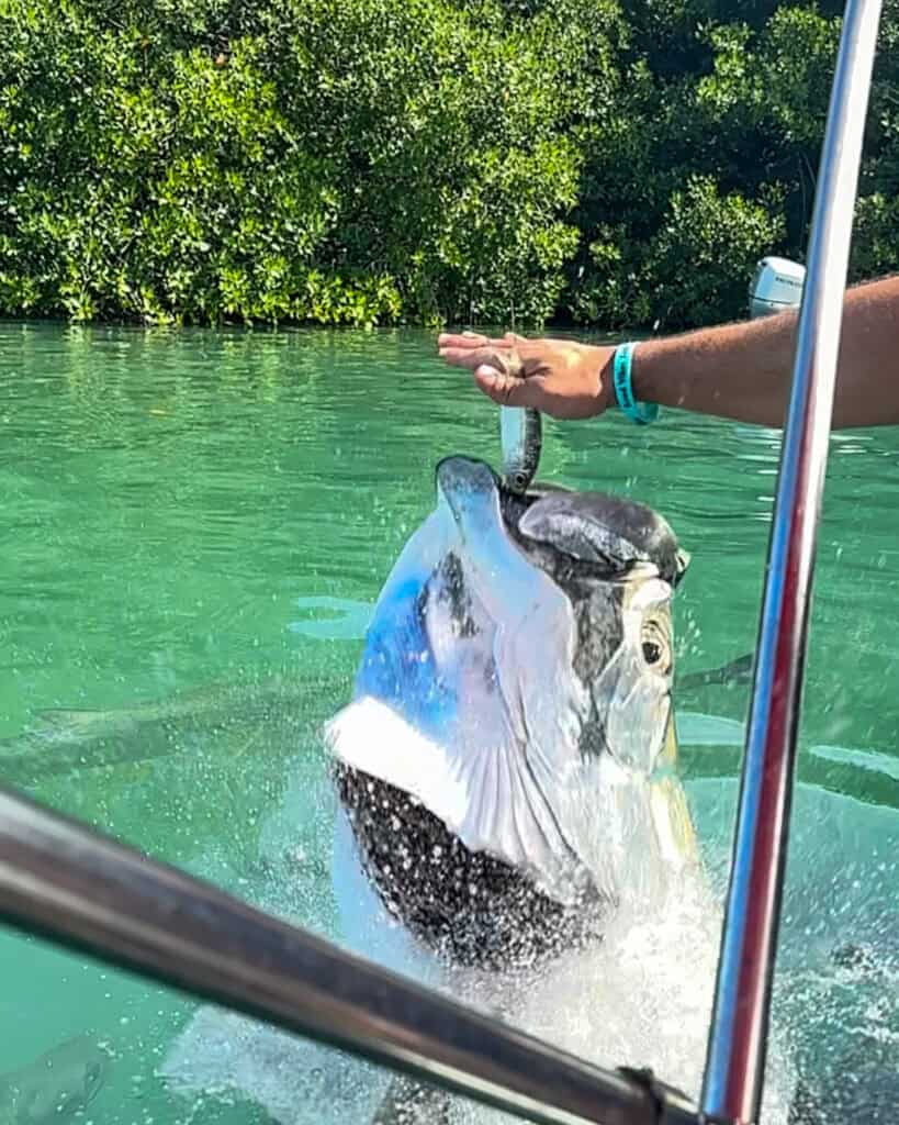 A giant Tarpon Fish leaping out of the water for a sardine